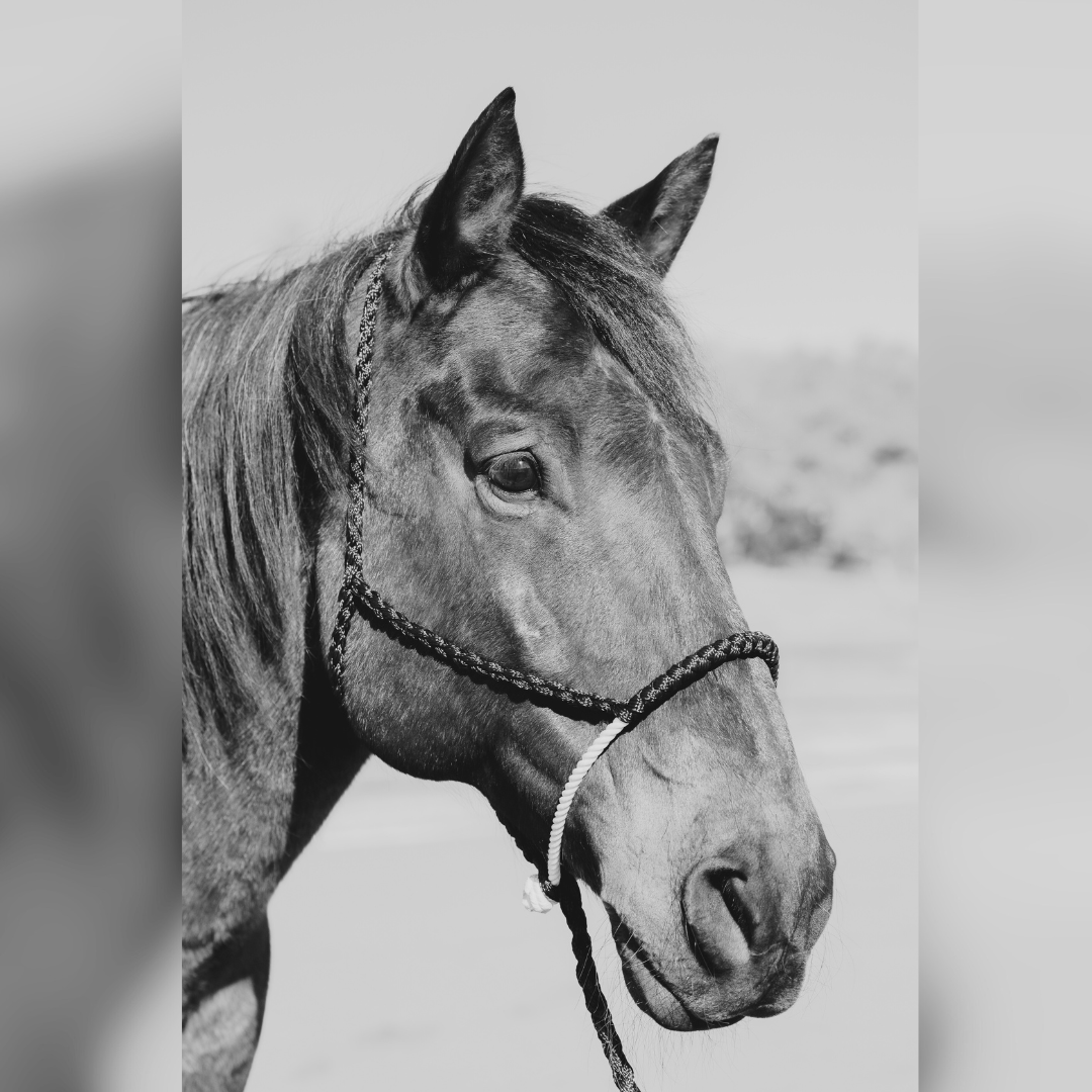 Rodeo Drive – Großhandel Reitausrüstung – Lariat Mule Tape Halfter, verschiedene Farben8