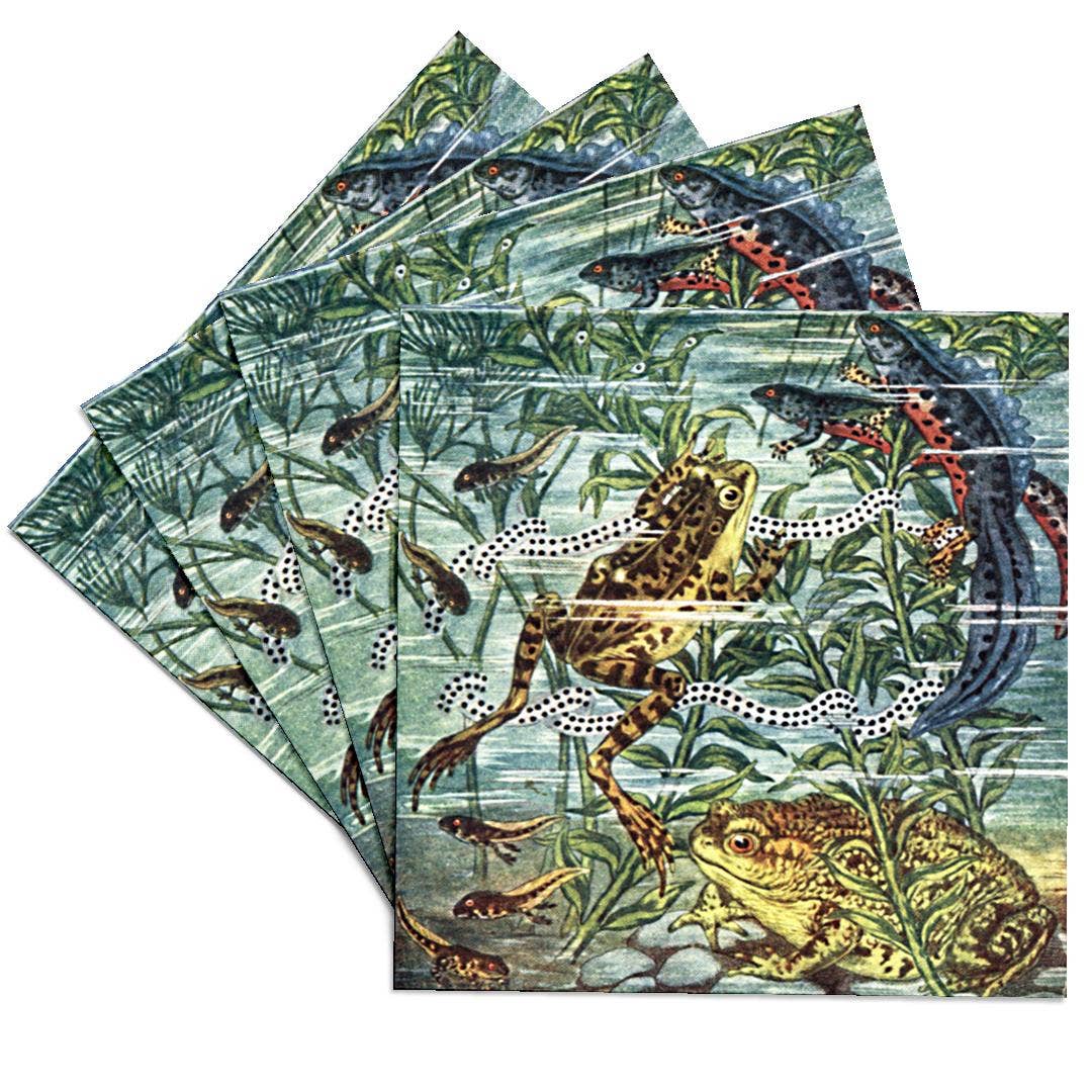 3dRose - Wholesale Onderzetters - 3dRose, Kikker Padden Salamanders en Kikkervisjes Antieke Vintage Zoölogie Illustratie Kunst, Onderzetter0