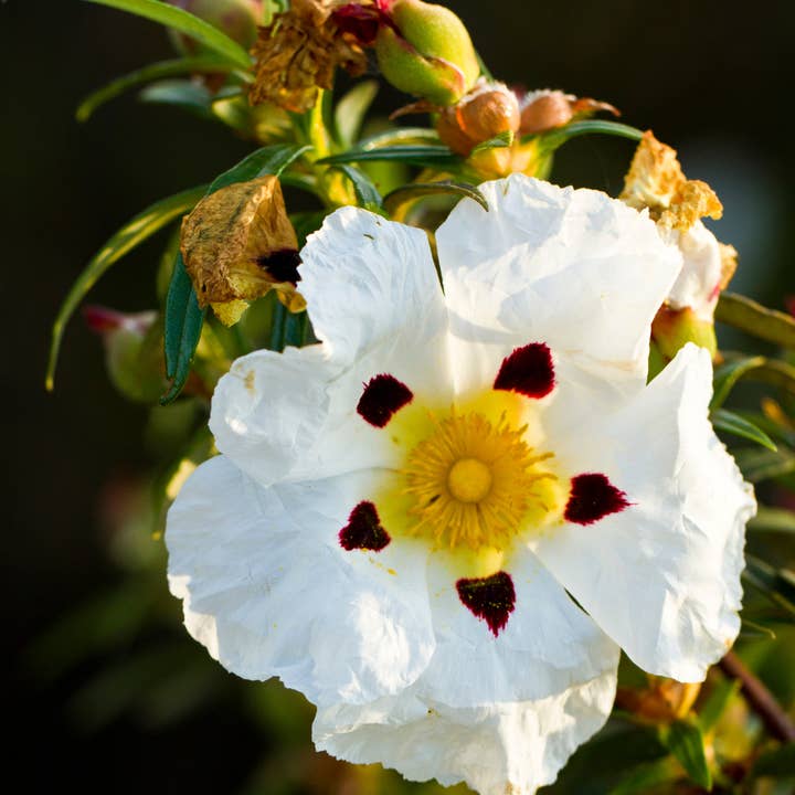 Fawn Lily Botanica – wholesale Facial Toner – ORGANIC ROCK ROSE HYDROSOL / CISTUS / LABDANUM HYDROSOL2