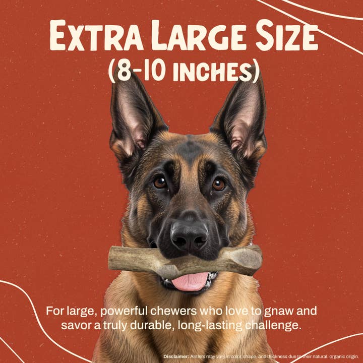 Heartland Antlers - Wholesale Pet Chew Toy - Dog - Whole Elk Antler Chew - Extra Large (65-85 lbs)2