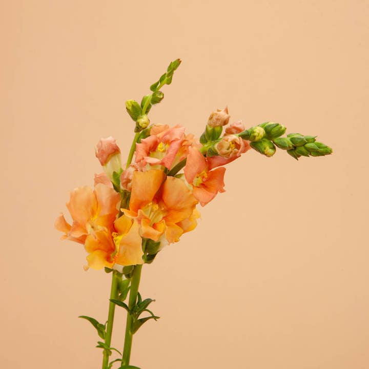 Plantgem - Wholesale Plant Seeds - Chantilly Salmon Snapdragon - 50 Seeds1