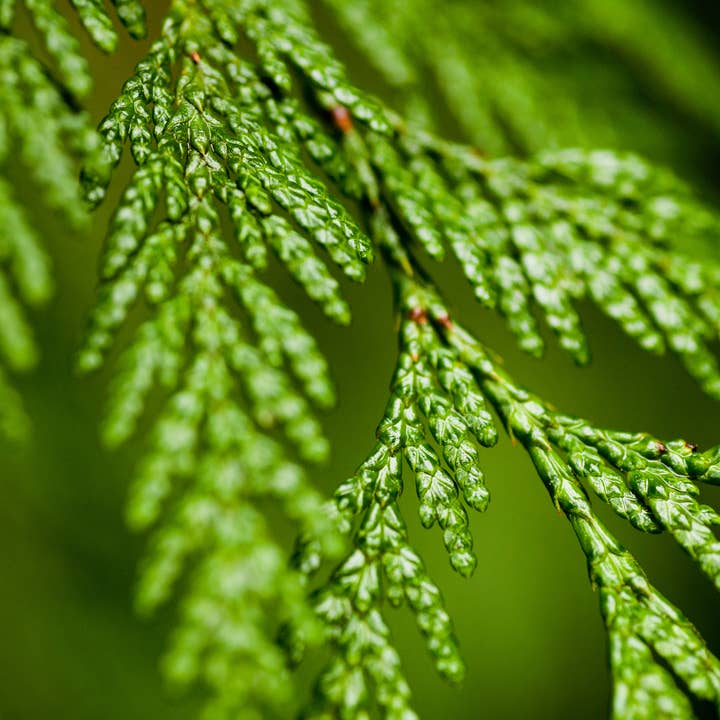 Natural Wholesale - Wholesale Essential Oil - Cedarwood Essential Oil - 100% Pure | Wholesale Bulk4