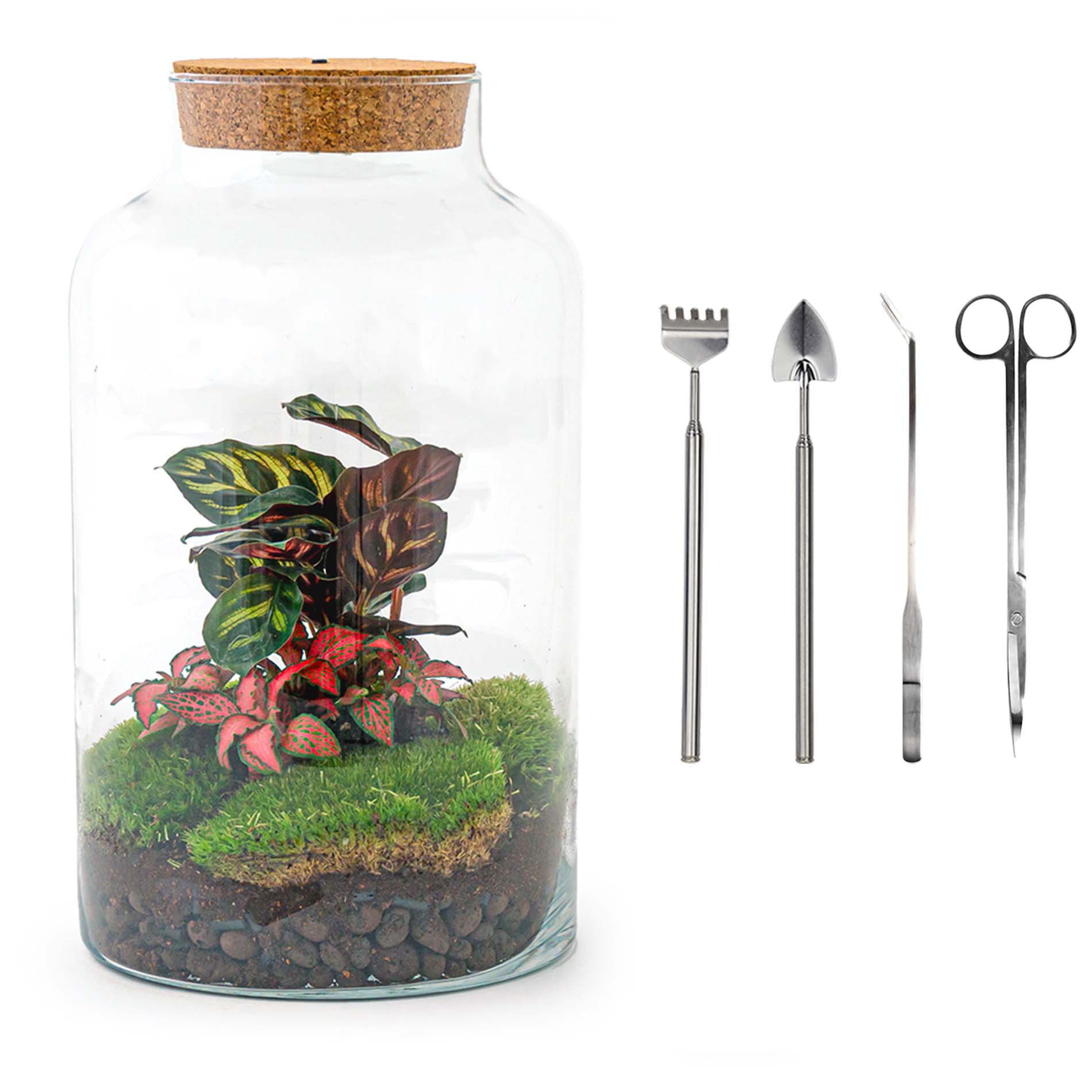 Trendhero.nl/b2b - Vendita all'ingrosso Kit per lavoretti fai da te - Kit terrario fai da te - Calathea lattea con luce - Giardino in bottiglia - ↑ 31 cm7