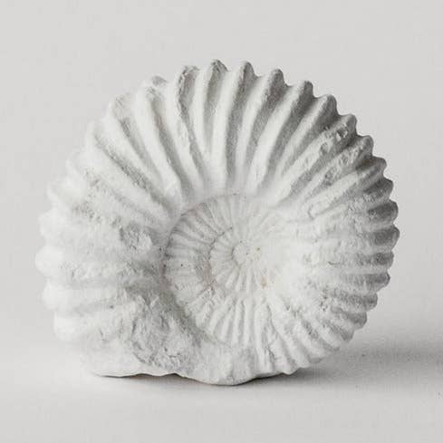 Ammonite Fossil 5" for wholesale by House Parts, Inc.