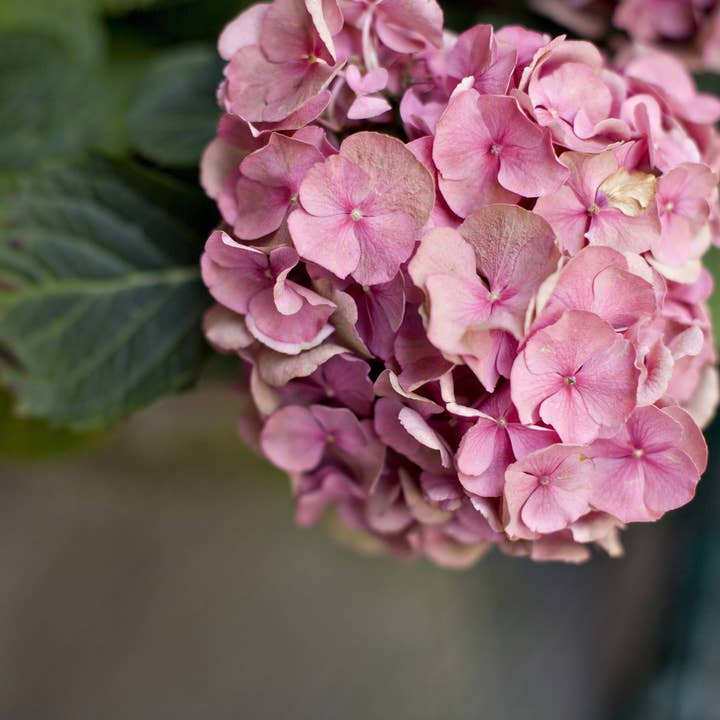 Flora // Italy for wholesale by Alison Holcomb Creative