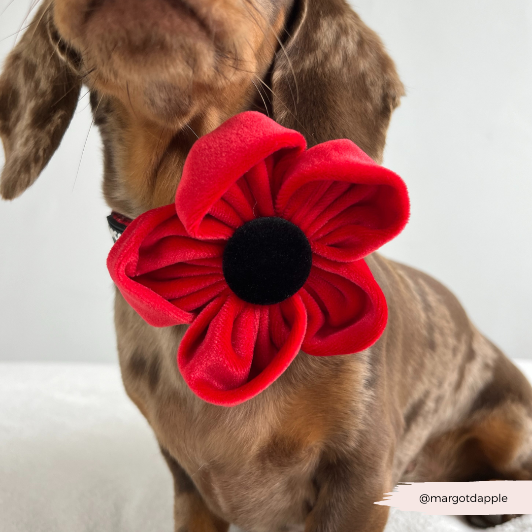 Cocopup London – wholesale Pet collar – Dog – Poppy Collar Flower10