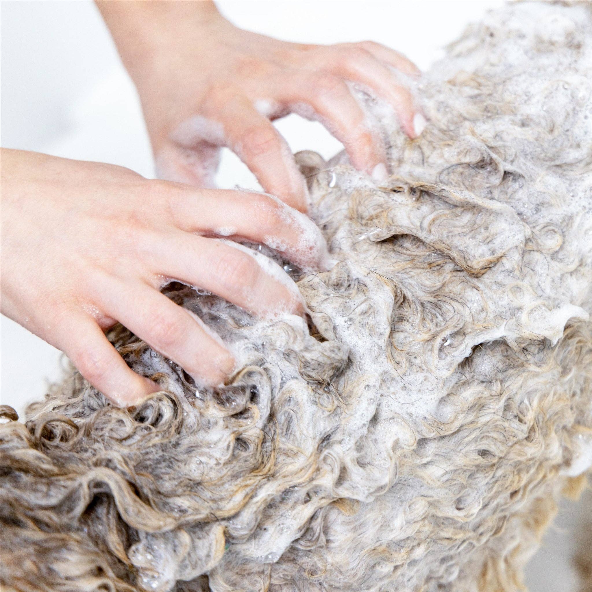 Clean Coats - Wholesale Pet Shampoo - Dog - Dog Shampoo 2 in1 For Itching, Conditioning and Smelly Dogs2