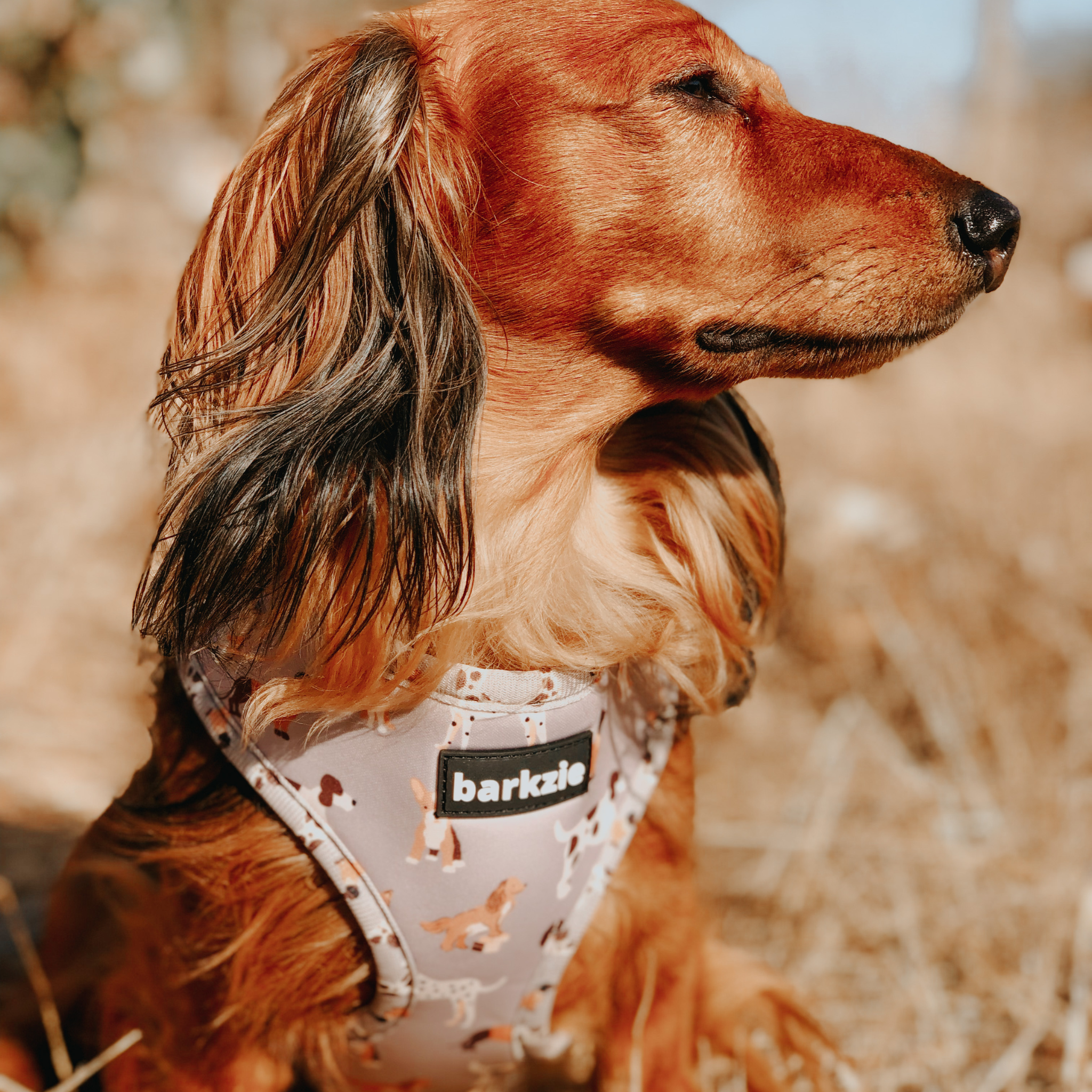 barkzie – Großhandel Haustiergeschirr – Hund – Verstellbares Hundegeschirr „Toronto“ von barkzie5