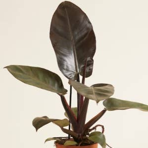 Dick's Sticks and Exotics - Wholesale Live Plant - Philodendron Black Cardinal. 2-3 inch starter plant.