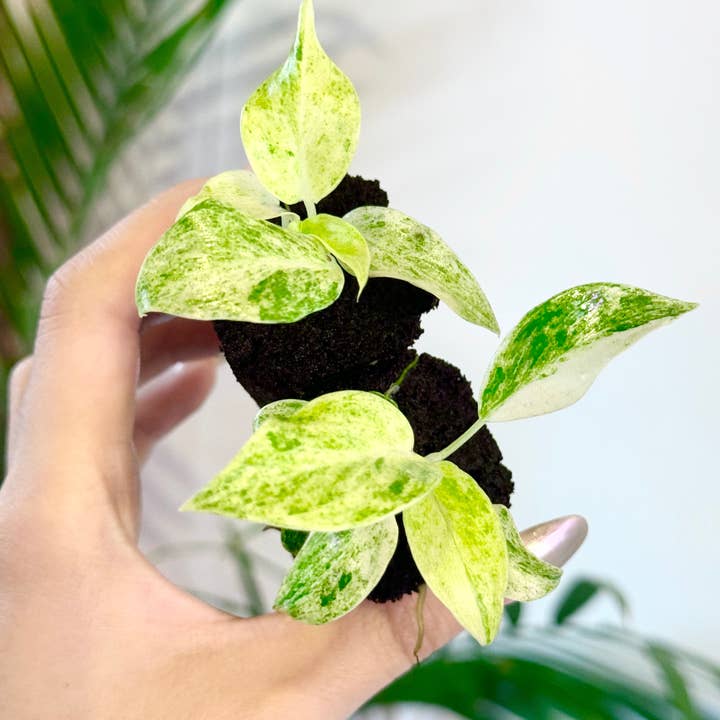 PlantTheStudio - Wholesale Live Plant - Philodendron Giganteum Blizzard Variegated Starter Plant