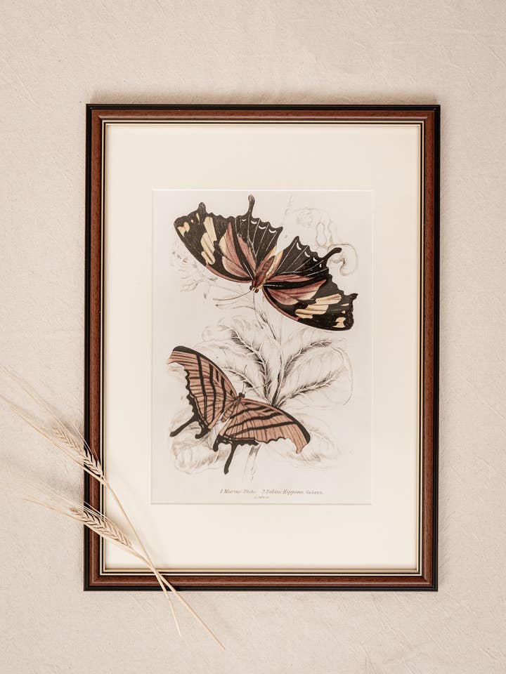 Impression d'art papillon vintage 020 pour la vente par Coultura