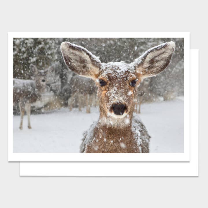 Snowy Doe Christmas Greeting Card for wholesale by Palm Press