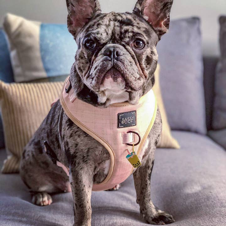 SASSY WOOF - Wholesale Pet Harness - Dog - Dog Adjustable Harness - Pinot7