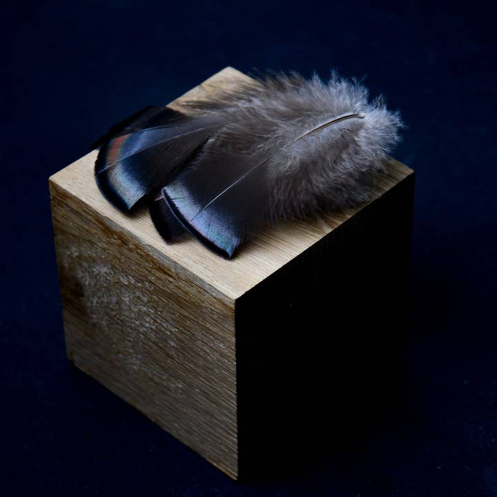 Turkey feathers for wholesale by Plumes Naturelles