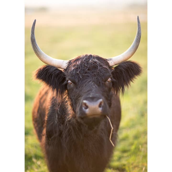 Mucca delle Highland del Montana per la vendita all'ingrosso da parte di Laurie Childs Photography