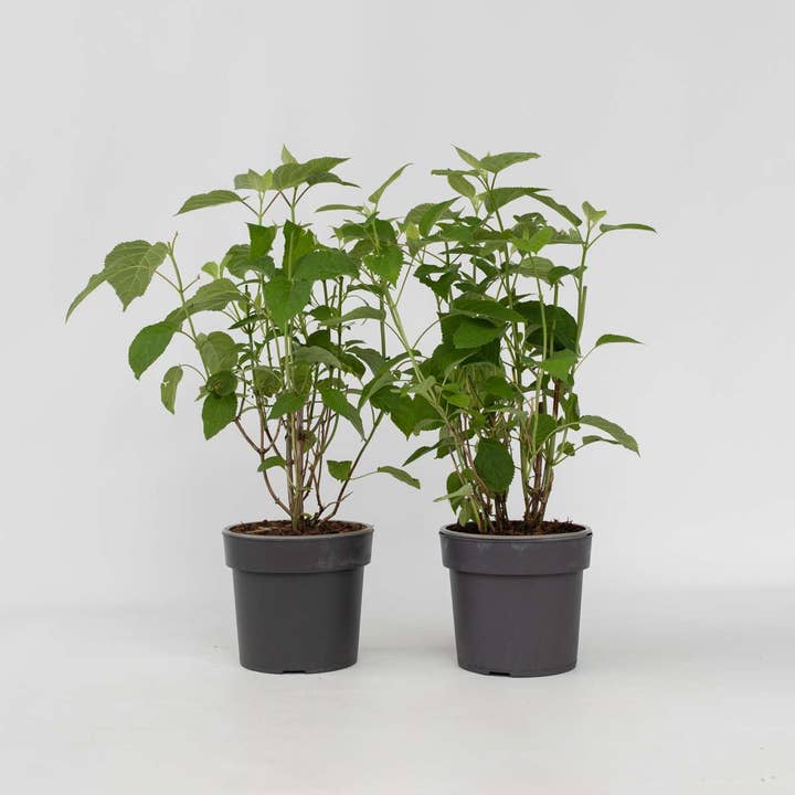 Ortensia Hydrangea – 2 piante – Hydrangea arborescens 'Strong Annabelle' – Altezza 30–40cm – Ø19cm – Ortensie da giardino bianche con grandi fiori – Arbusti robusti e resistenti al freddo per giardino, terrazza e vaso per la vendita all'ingrosso da parte di Oasis of Life