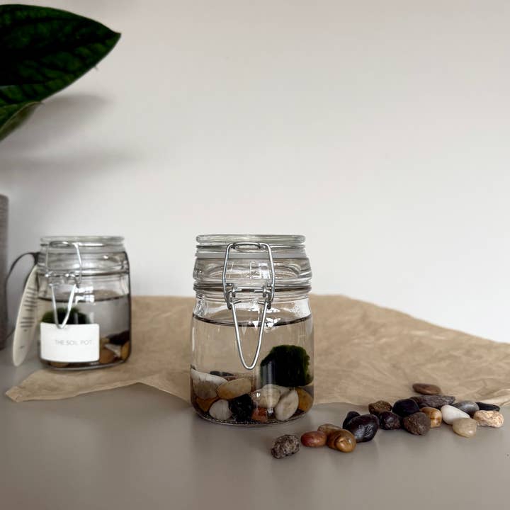 The Soil Pot – wholesale Live plant – Marimo Moss Ball Jar