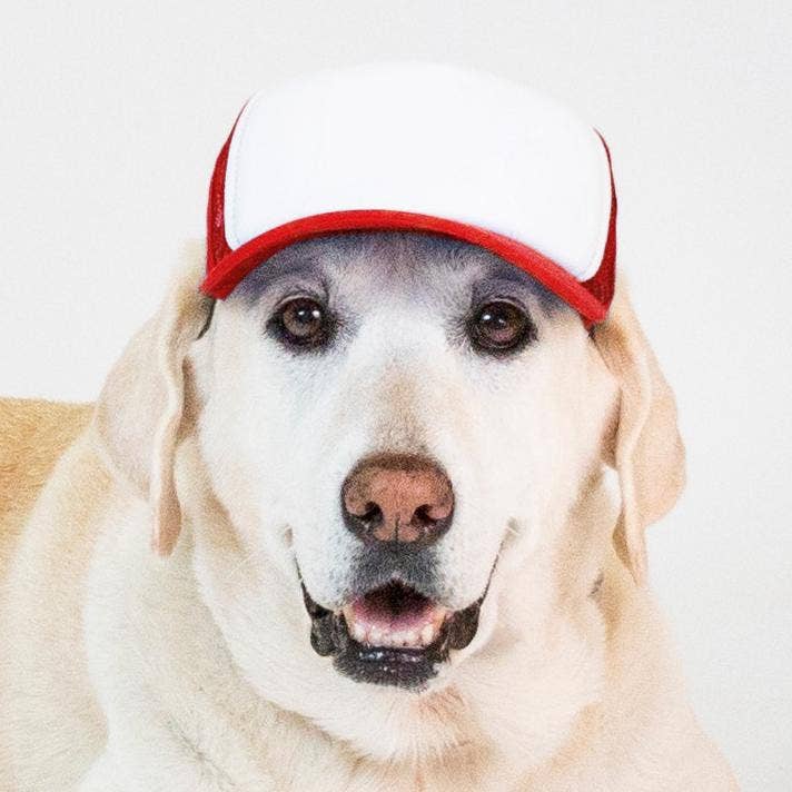 PupLid – wholesale Hatt - Hund – Blank Foam truckerkeps för hundar17