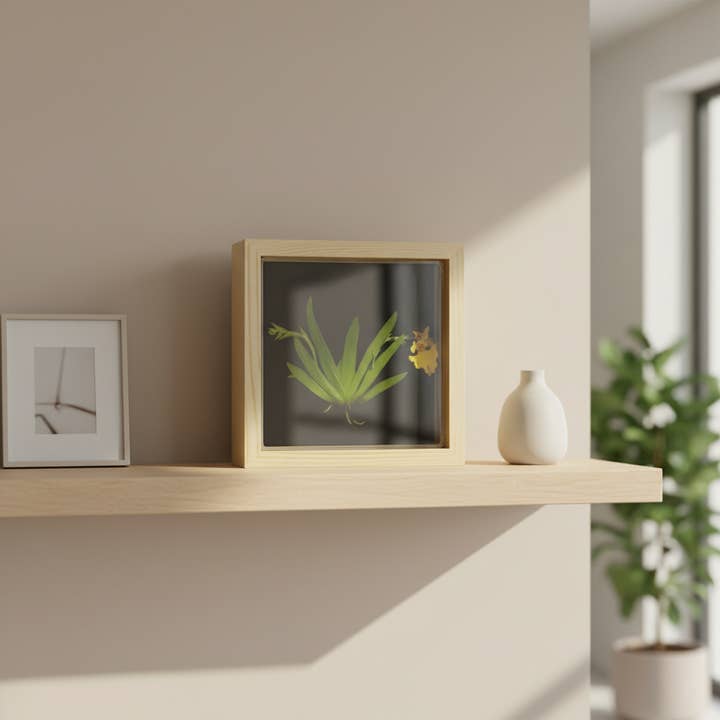 bloomify - Wholesale Live Plant - Bloomify Live Orchid Picture with frame, Maintenance Free Orchid, Psygmorchis Pusilla, Live Green Wall Décor, Blooming, No Green Thumb Necessary, Great for Work, Home, Wall Décor, Unique Gift.1