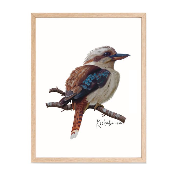AGCP1013: Kookaburra Poster for wholesale by Australiana Gifts Co