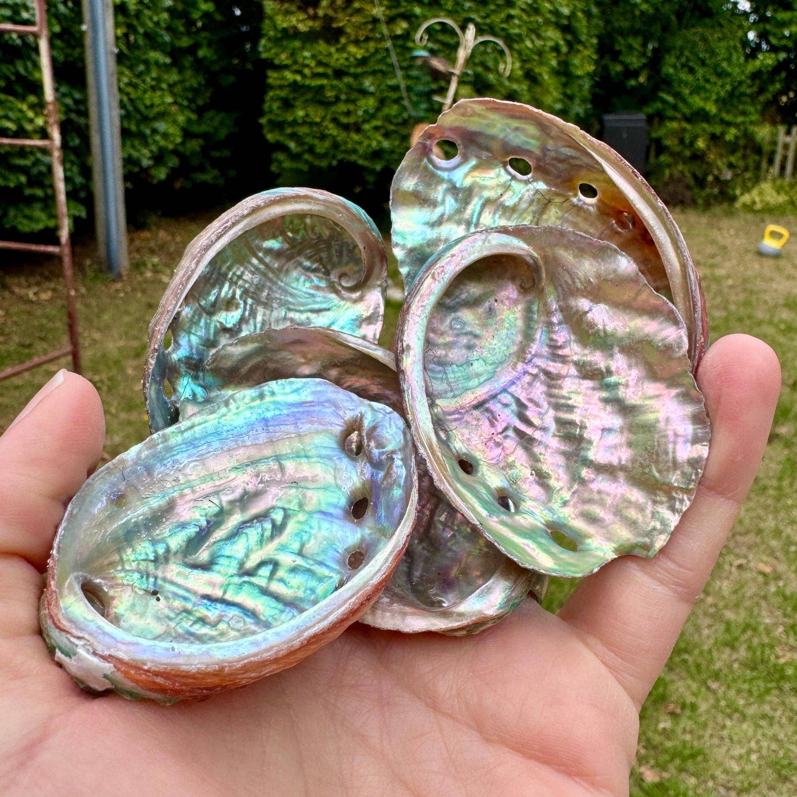 Elf Kendal Hippies - Venta al por mayor Piedras/cristales espirituales - Concha de abulón 2-6cm Concha de paua arcoíris elfo kendal hippies1