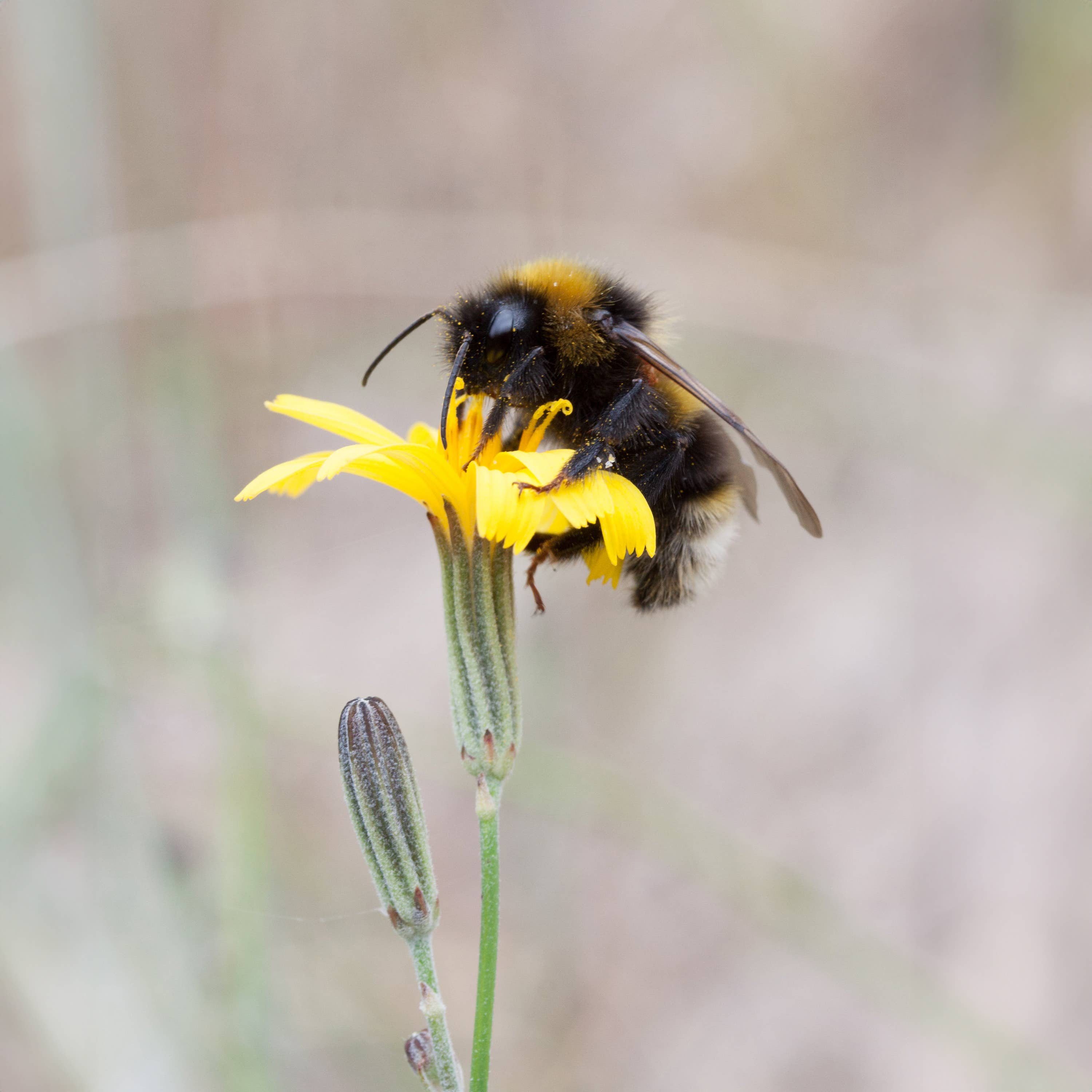 Paula Bolton Jewelry - Wholesale Halskettinghanger - Honeybee hanger5