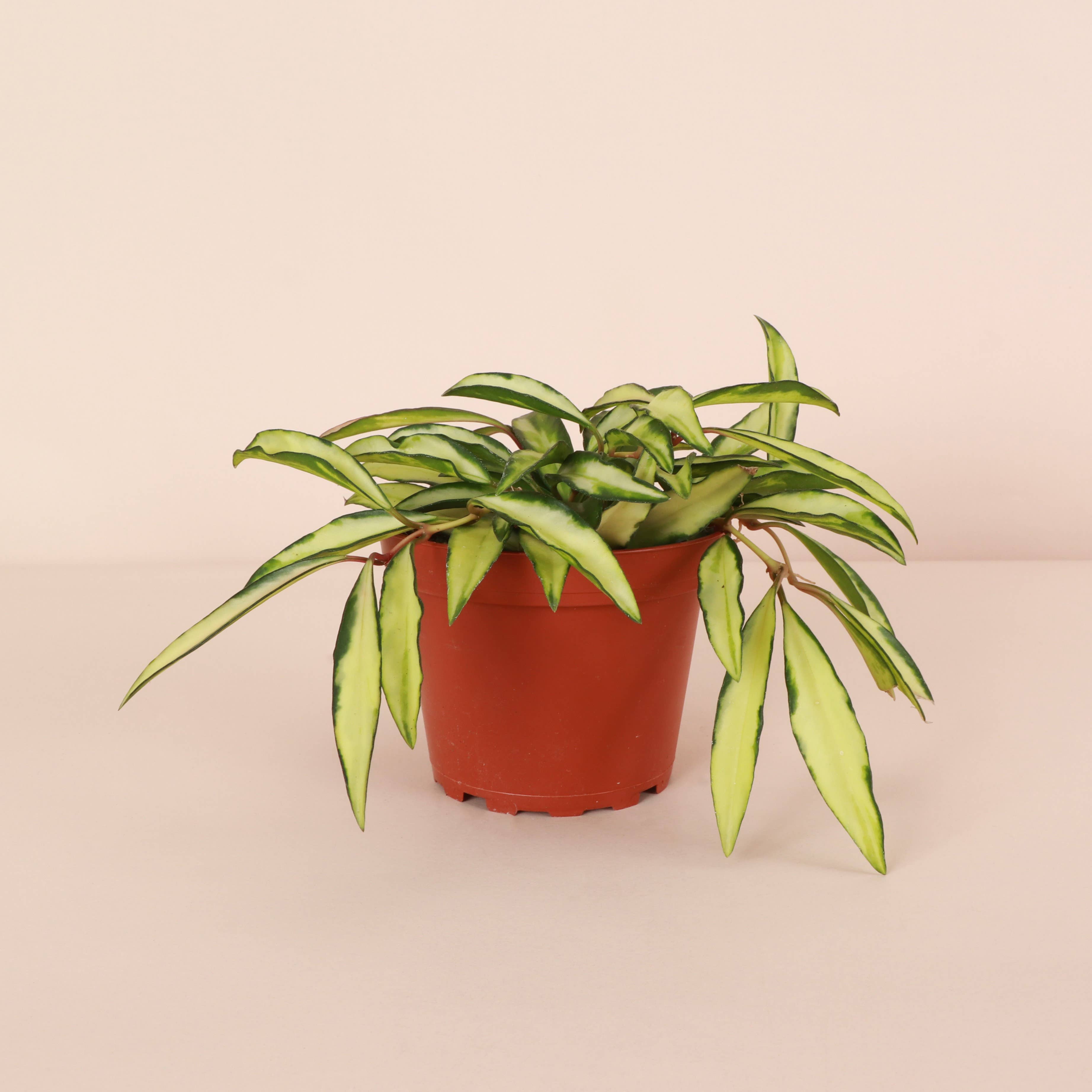 Thorsen's Greenhouse - Wholesale Live Plant - Hoya Wayetii Tricolor - 4" Live Plant3