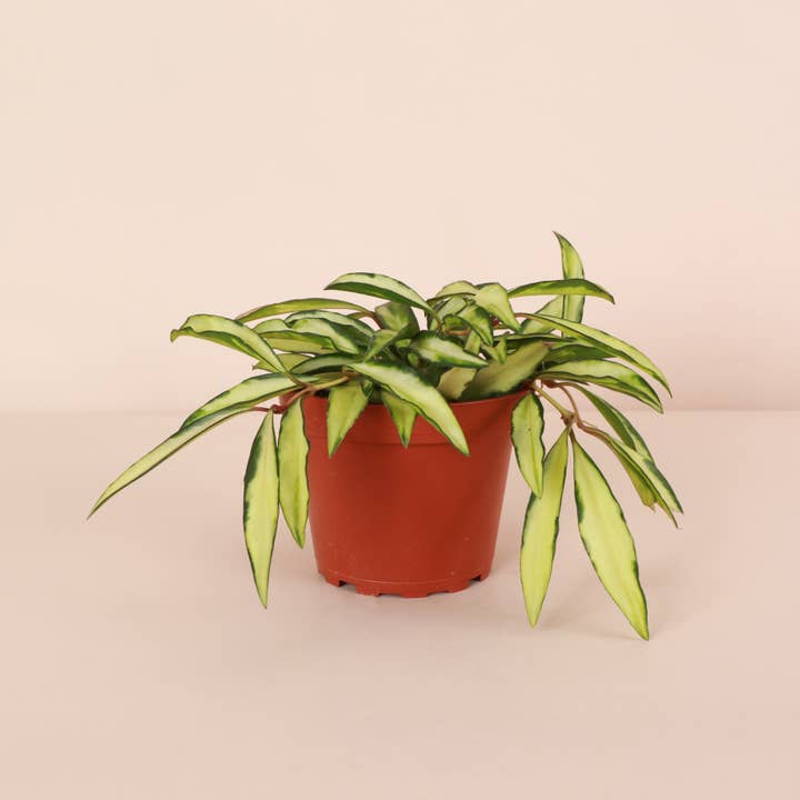 Thorsen's Greenhouse - Wholesale Live Plant - Hoya Wayetii Tricolor - 4" Live Plant3