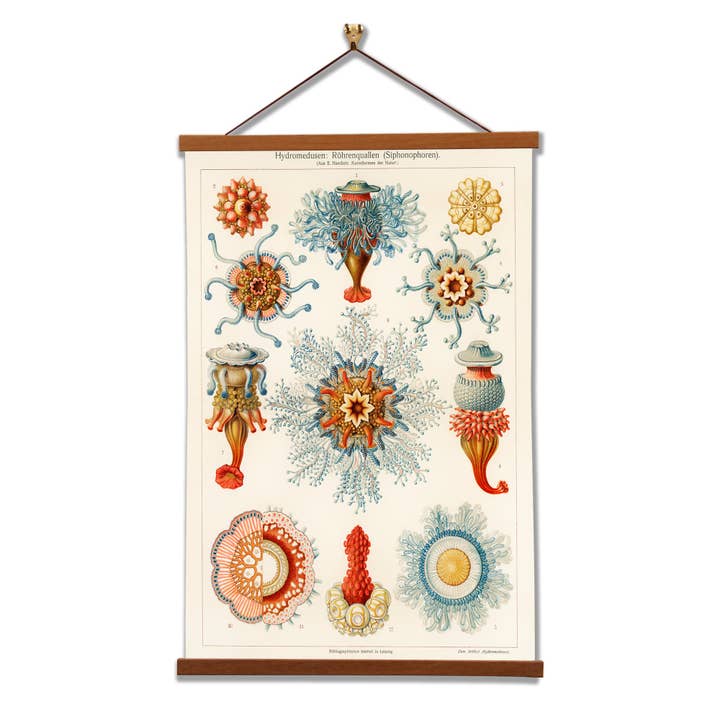Hydromedusae: sifonóforos de medusas de Ernst Haeckel para venta al por mayor de Vintage Banners