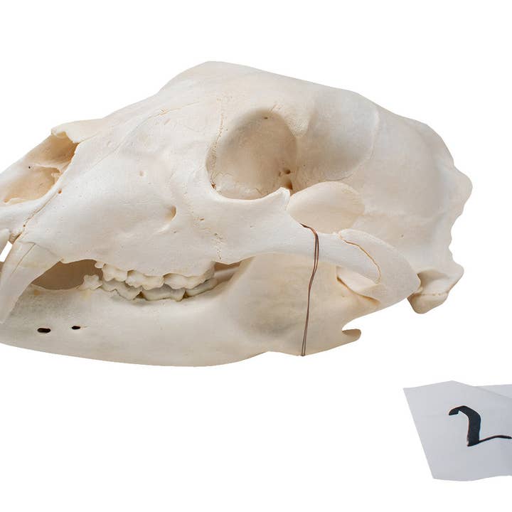 XL black bear skull #2 for wholesale by Oreamnos Oddities