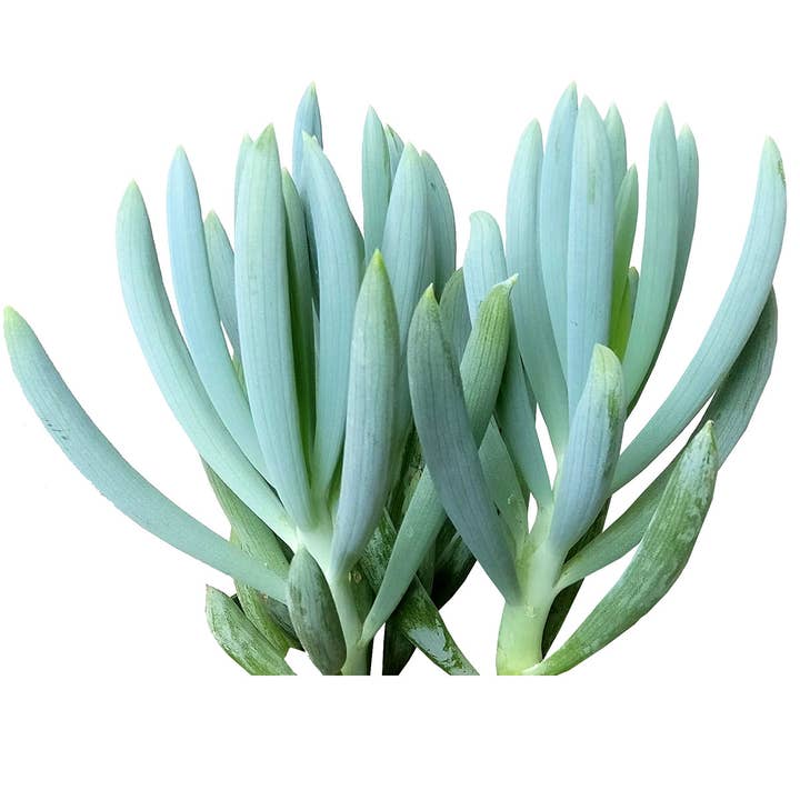 Senecio Blue Chalk Sticks - Senecio Succulent in 2in/4in Pot for wholesale by Best Plant Friend
