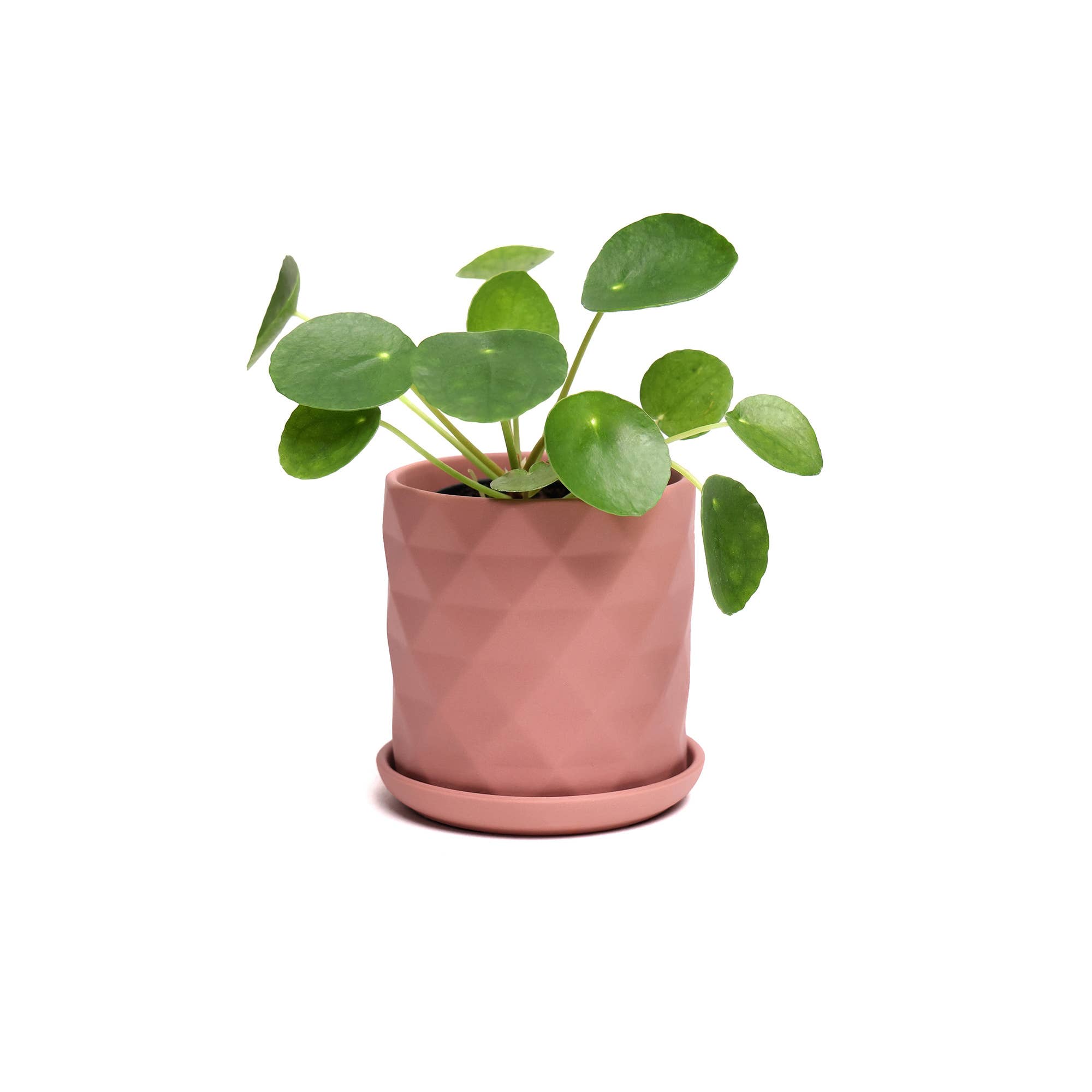 Chive - Wholesale Plant Pot - Handmade Ceramic Virago Pots | Artisan Plant Planters44