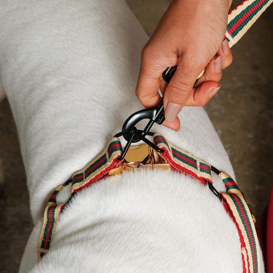 Saint Rue - Wholesale Pet Harness - Dog - Le Classic Dog Harness17