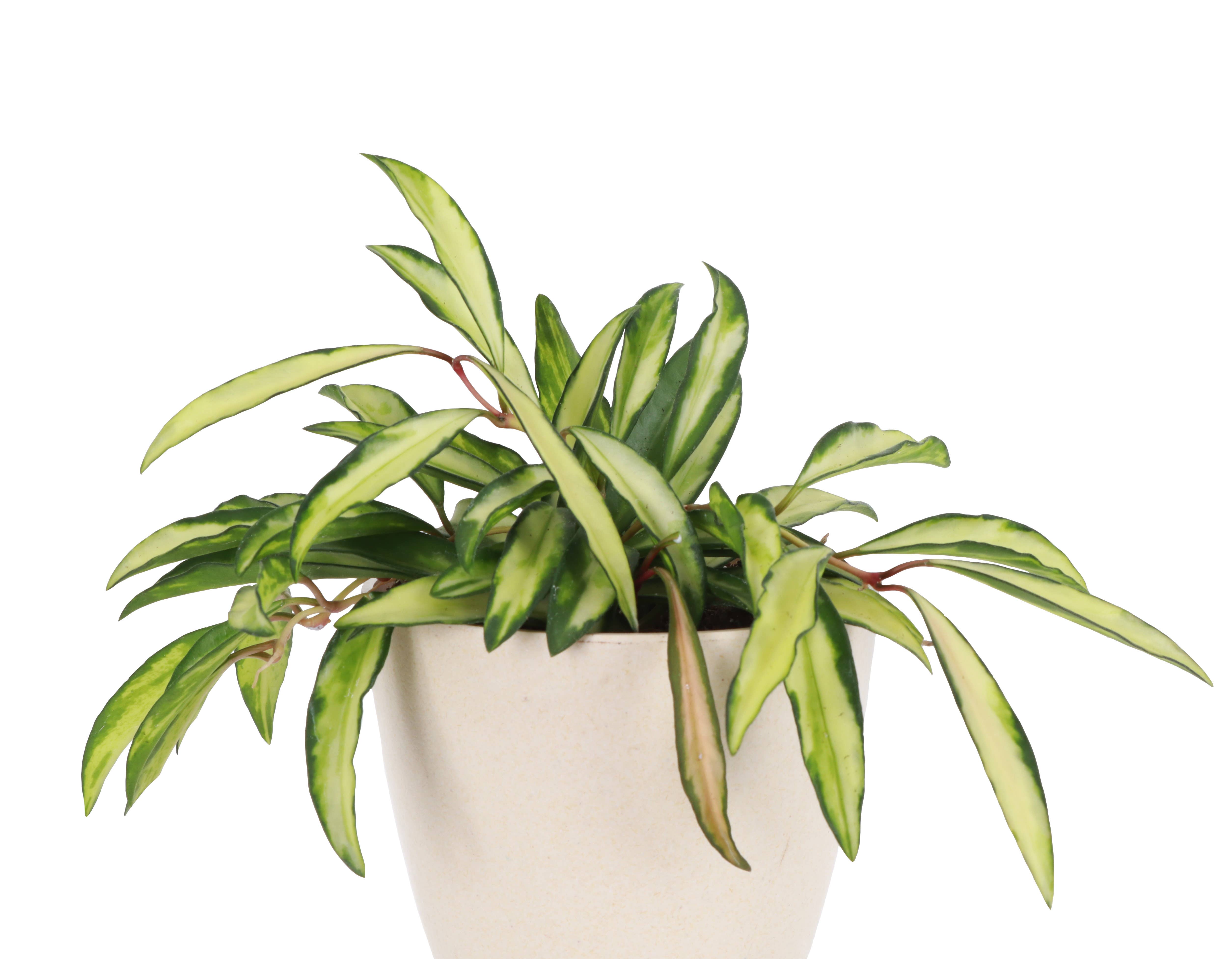 Thorsen's Greenhouse - Wholesale Live Plant - Hoya Wayetii Tricolor - 4" Live Plant