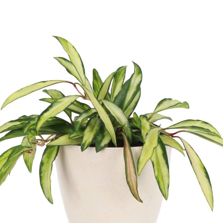 Thorsen's Greenhouse - Wholesale Live Plant - Hoya Wayetii Tricolor - 4" Live Plant0