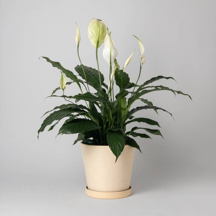 Kanso Designs - Wholesale Plant Pot - 7" Tapered Signature Planter Pot & Saucer Set | Earth Tones2