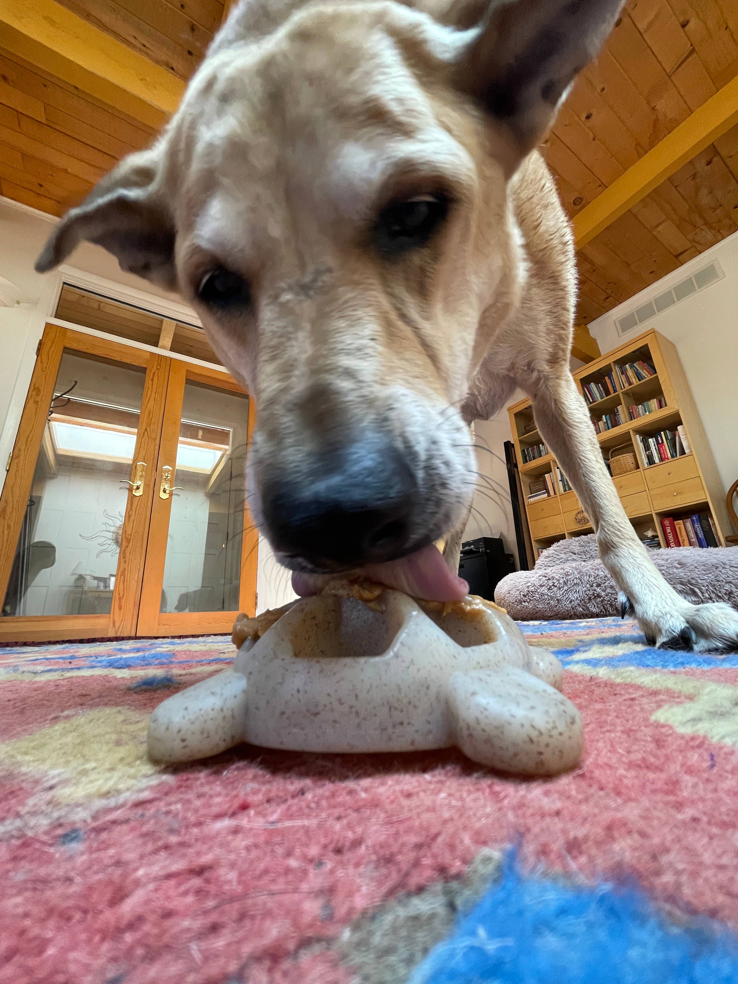 SodaPup Dog Toys - Wholesale Kauwspeeltje voor honden - Hond - Duurzaam schildpaddenspeelgoed van nylon voor kauwen en verrijking9