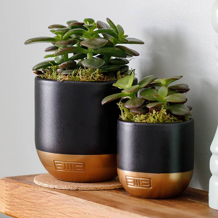 Crassula for wholesale by The Little Botanical