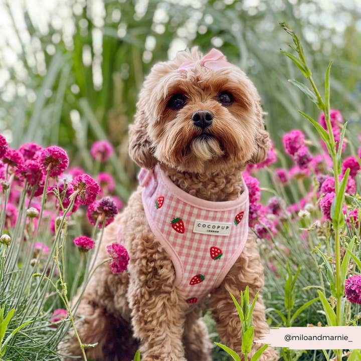 Cocopup London - Wholesale Pet Harness - Dog - Strawberry Picnic Pup Adjustable Neck HARNESS6