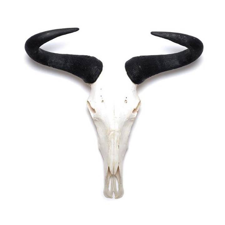OUTPOST ORIGINAL - Wholesale Wall Accent - African Natural Wildebeest Horn - Full Skull