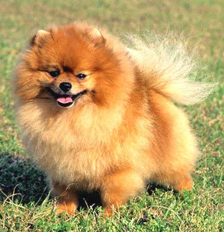 VANCA CRAFT - Wholesale Keychain - Unisex - Pomeranian Leather Dog Pet Handmade Keychain Charm Accessory5