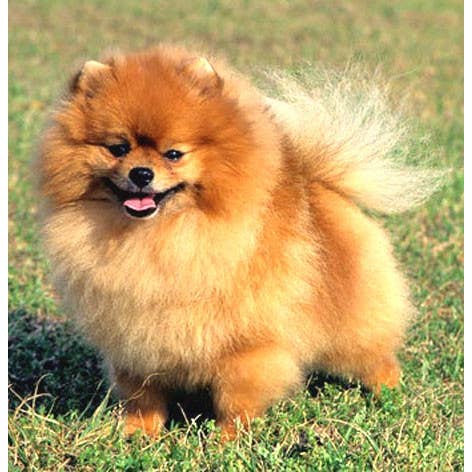 VANCA CRAFT - Wholesale Keychain - Unisex - Pomeranian Leather Dog Pet Handmade Keychain Charm Accessory5