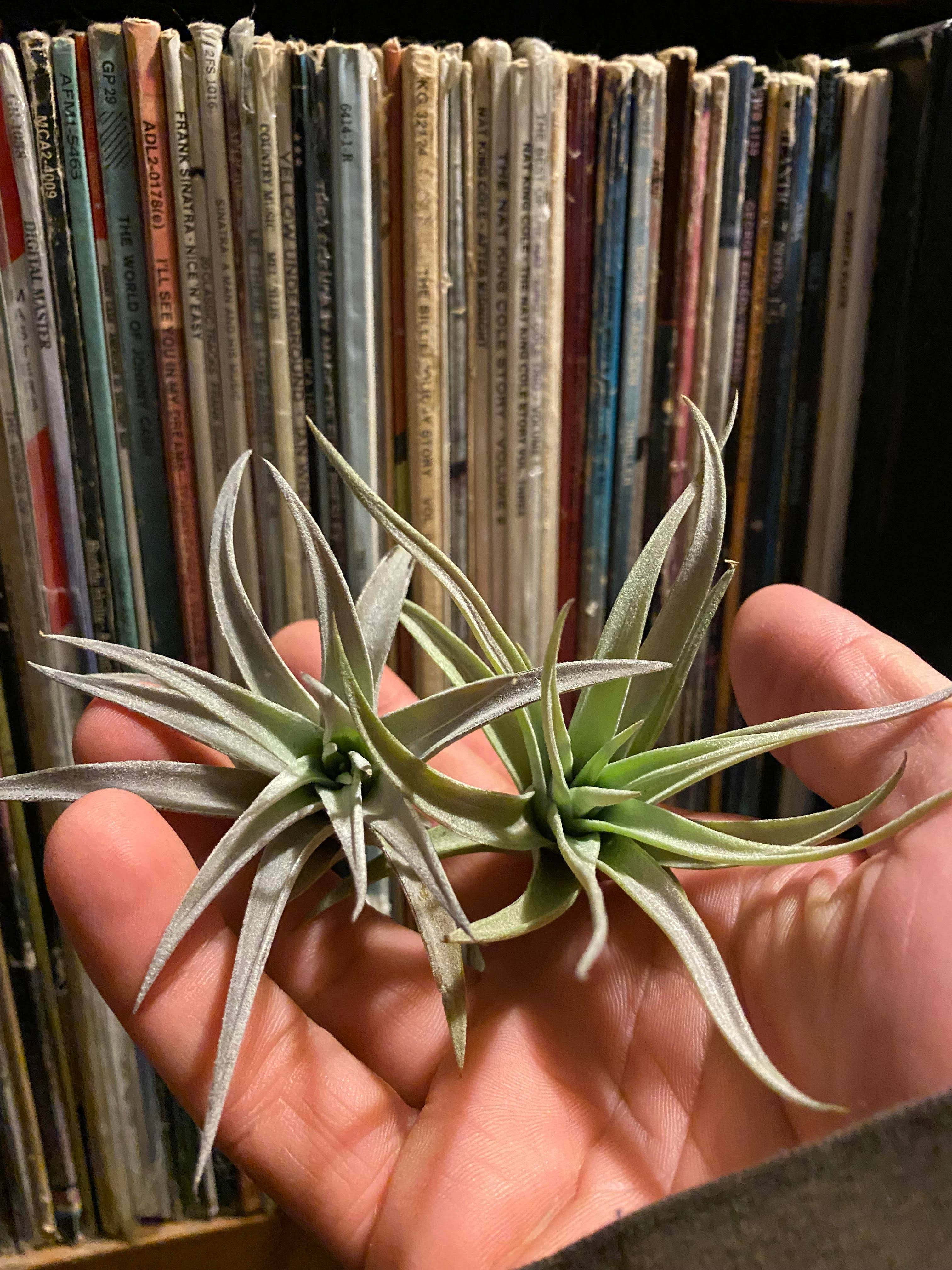 The Cactus Bros - Wholesale Live Plant - Tillandsia harrisii 3