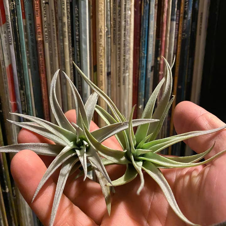 The Cactus Bros - Wholesale Live Plant - Tillandsia harrisii 3