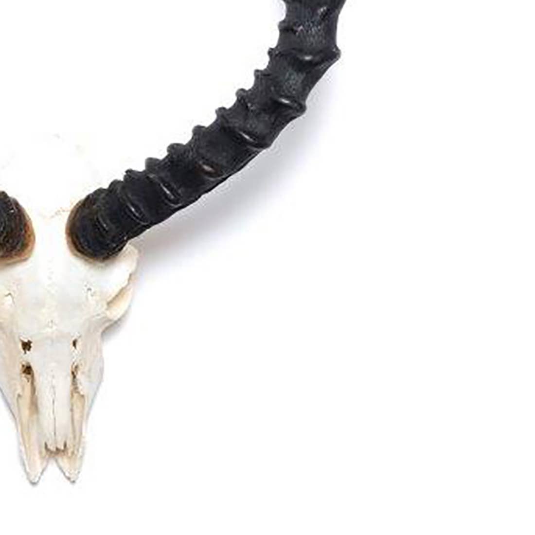 OUTPOST ORIGINAL - Vente Décoration murale - Corne d'impala africaine - Crâne complet2