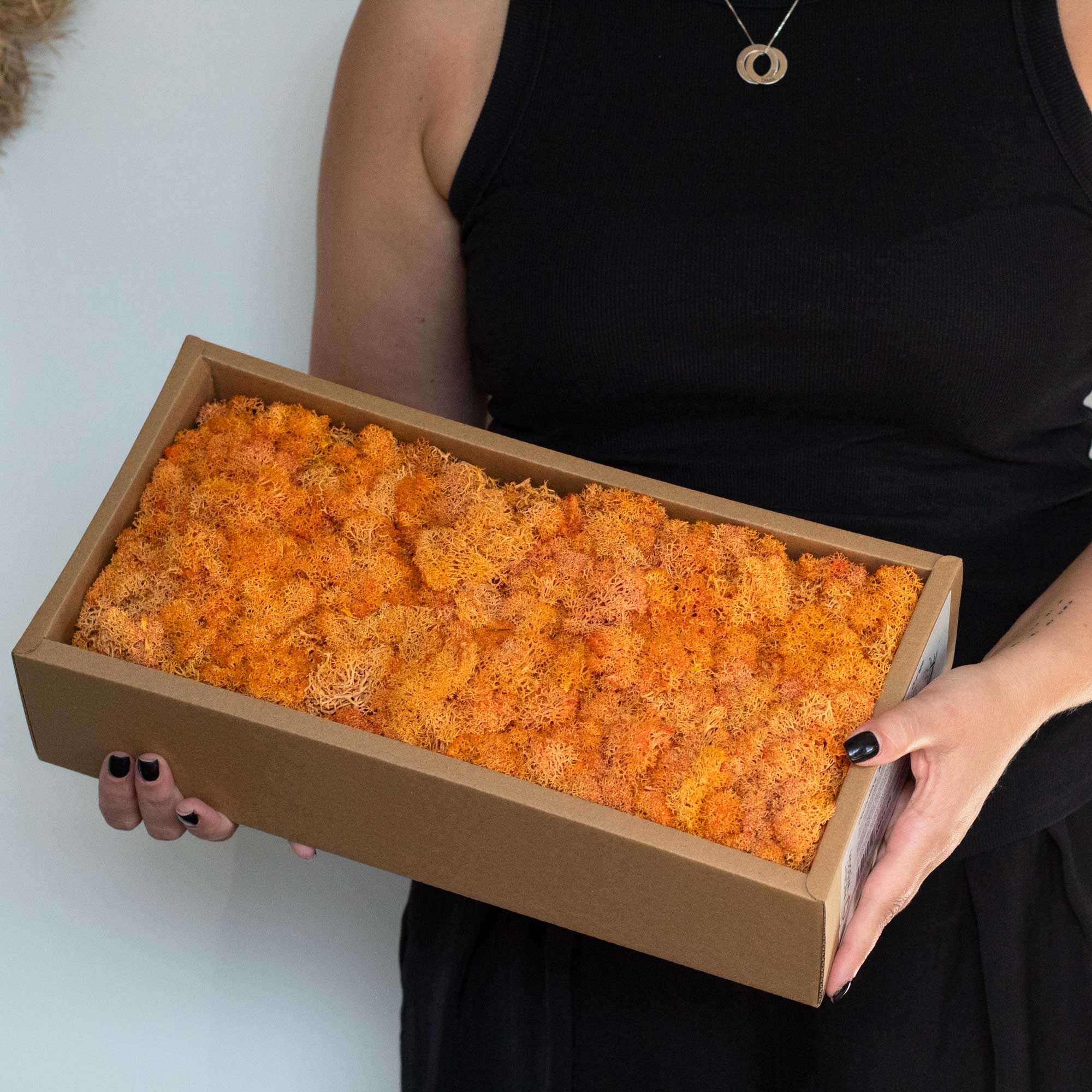 AWGifts Europe – wholesale Levande växt – Dekorativ renlav av hög kvalitet - 635 g förpackning17