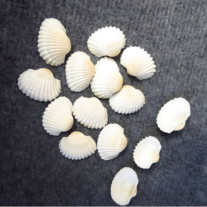GLifee - Wholesale Decorative tabletop object - Assorted Seashell Granular Ark White Cockle Shell Decor2