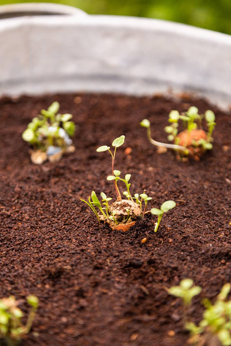 Blossombs - Wholesale Plant Seeds - Gift Box “Thank You” – Garden & Kitchen Herb Mix4