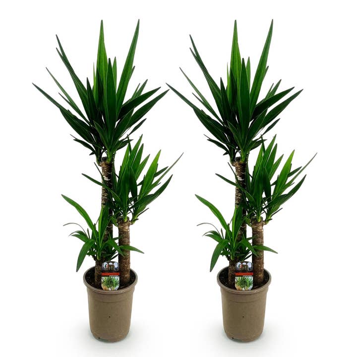 Yucca Elephantipes – 2 plantas – 100cm – 21cm – Plantas de interior fáceis de cuidar com folhas longas e estreitas – Duo robusto de plantas de interior para espaços modernos e clássicos por atacado de Oasis of Life