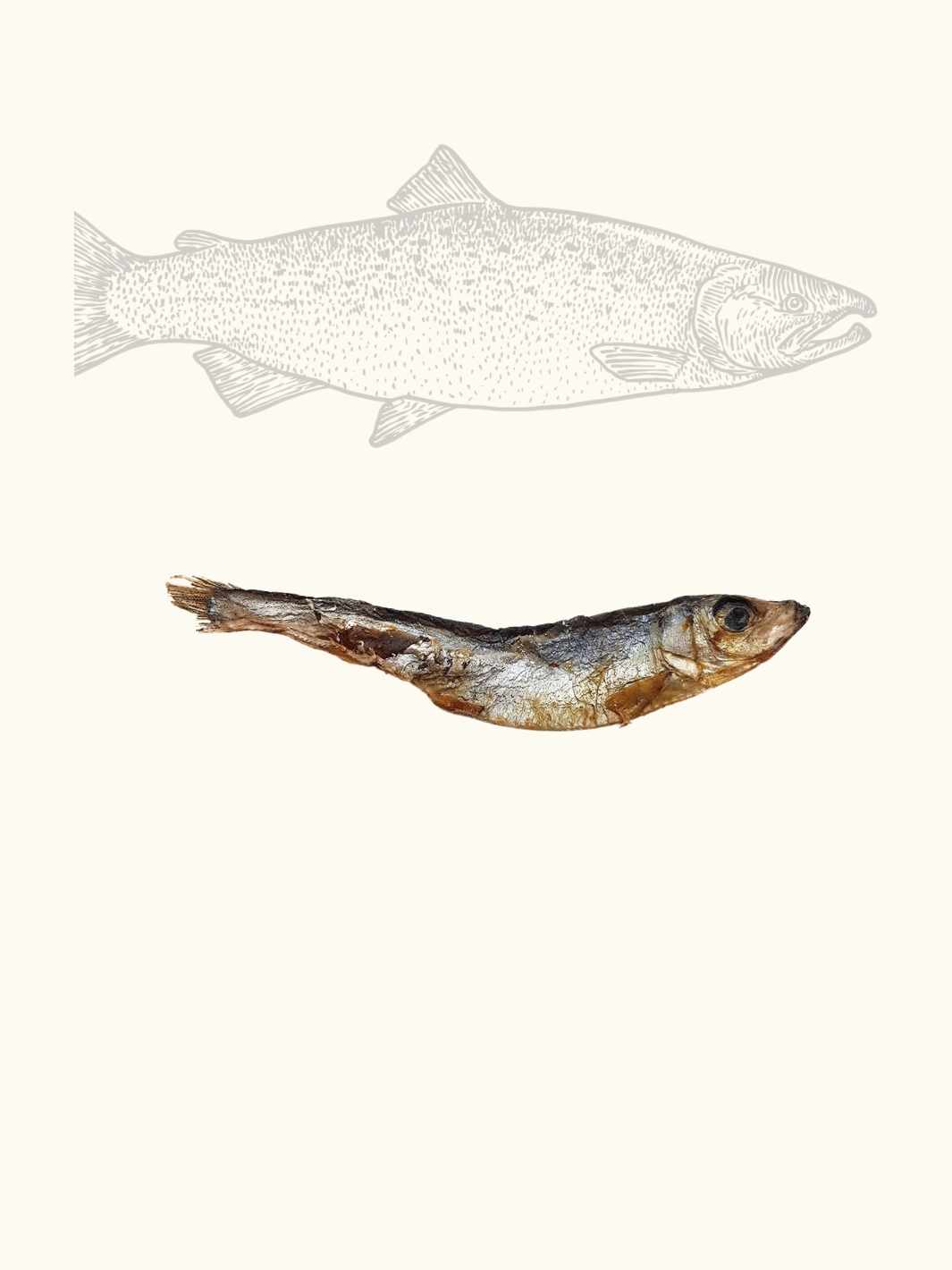 Truffe Délice - Wholesale Hondenkoekjes - Hond - Gedroogde sprotjes9